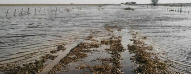 Oficializaron emergencia agropecuaria para seis provincias