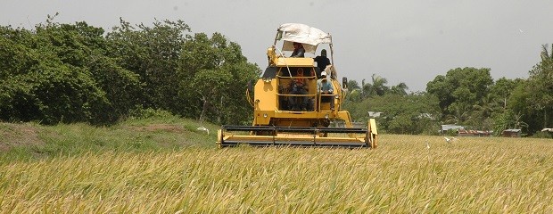 Comenzó la cosecha de arroz en el norte entrerriano 