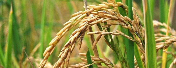 Todo listo para la apertura oficial de la cosecha de arroz