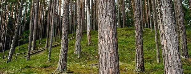 El gobierno elevó a $265 millones el fondo forestal