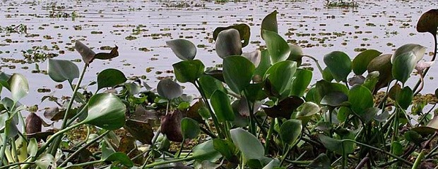 Rige una nueva alerta de crecida del río Paraná