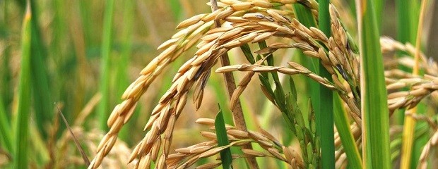 Ya se cosechó la mitad del arroz sembrado en Entre Ríos