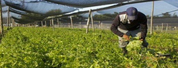 Capacitarán a productores hortícolas de Paraná