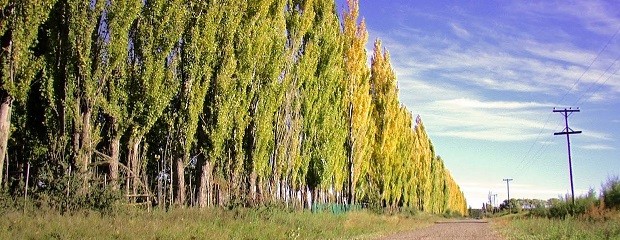 Clones de álamos: más madera y de mejor calidad