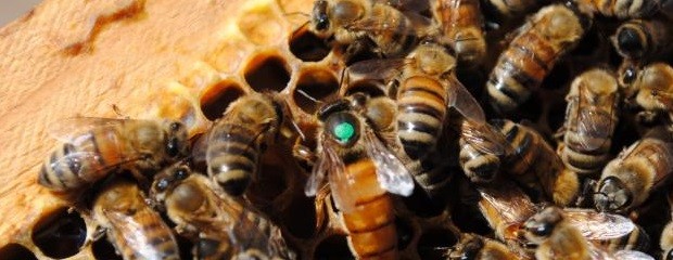 Declararan emergencia sanitaria por plaga que ataca abejas