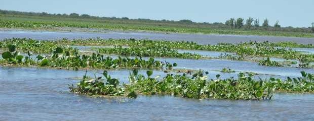 Anticipan nuevo nivel de alerta del Paraná