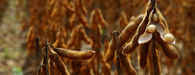 Los cinco productos del campo que más dólares generan