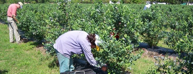 Modificación en el régimen laboral preocupa a productores