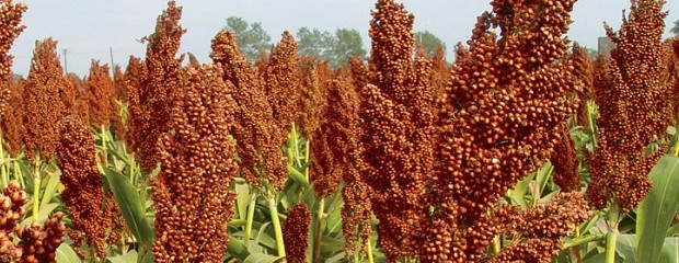 La implantación de sorgo finalizaría la próxima semana