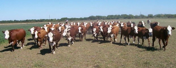 Argentina representó un 8,5% de la exportación de carne