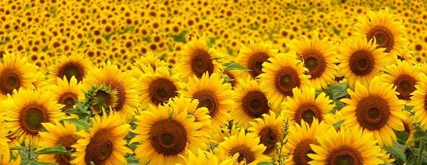 Se cosechó el 30,4 % del área de girasol 