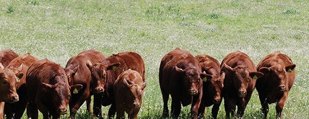 Simplifican trámites para exportar carne a Unión Europea