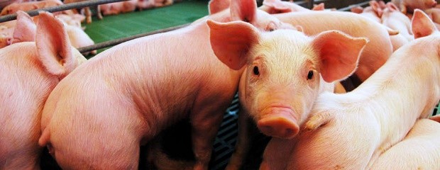 La producción de carne porcina fue record en 2016