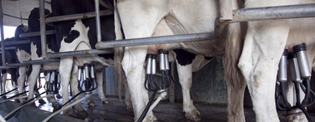 Por la caída de la producción se podría importar leche