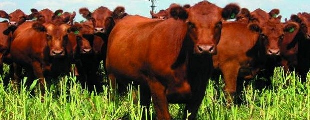 Estiman un 55% más de exportación de carne vacuna 