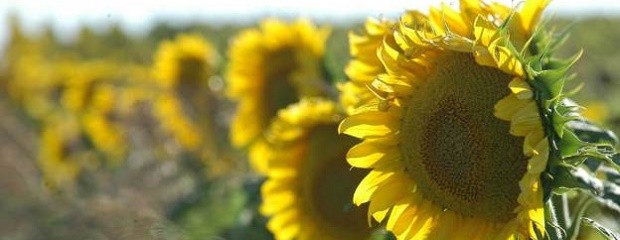 Entrerrianos apuestan al girasol