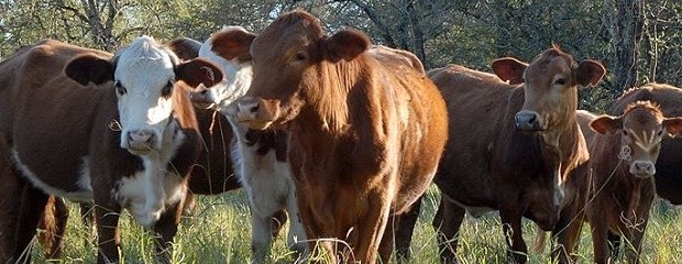 El stock bovino argentino creció 1,4% en marzo