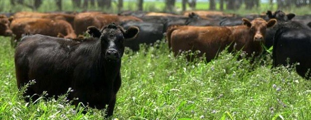 Así está hoy el mercado de ganados y carnes