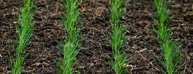 Las lluvias ponen en riesgo la siembra de trigo