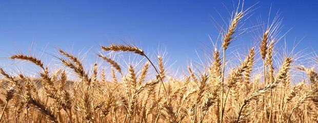 Precios de trigo: pulseada entre productores y molineros