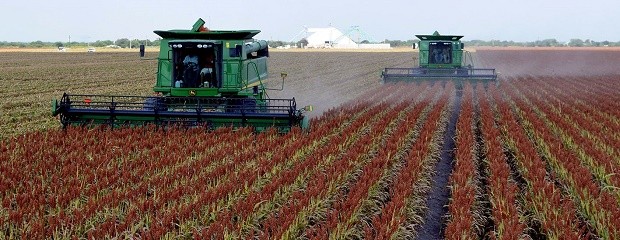 Creció un 150% la producción de sorgo en Entre Ríos