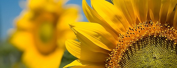 Buscan genes involucrados en el rinde del girasol