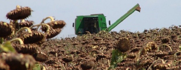 Cayó la producción de girasol en un 60 %