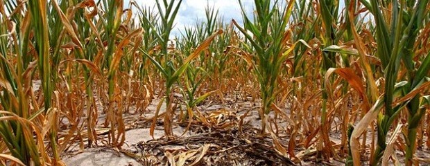 Los rindes del maíz están por debajo de los últimos 5 años