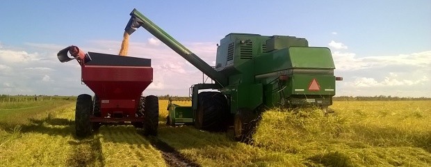 Los buenos rendimientos impulsan la cosecha arrocera