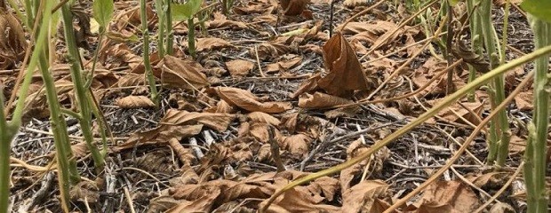 La soja sigue en caída en Entre Ríos