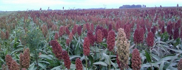 Sorgo, la segunda más baja área sembrada en 10 años