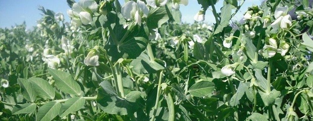 Las legumbres una opción para la siembra de invierno