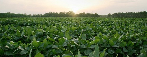 Continúa la siembra de soja en Entre Ríos