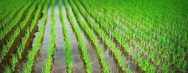 Capín arroz, otra maleza resistente