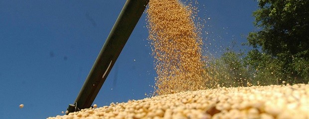 El productor entrerriano debe lograr en promedio 1.700 kg/ha