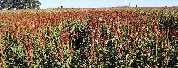 Sorgo: 3.780 kg/Ha son necesarios para cubrir los costos 