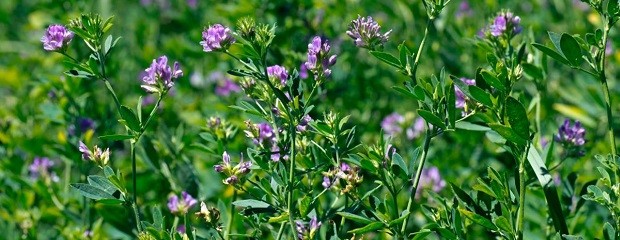 Argentina en el mercado mundial de alfalfa