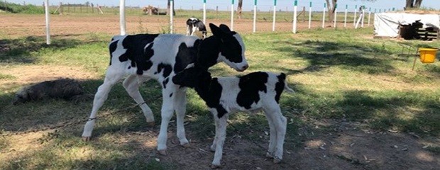 El ternero más pequeño es de Córdoba y pesa 7 kilos