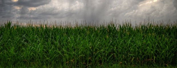 Precipitaciones: No fueron abundantes en la región pampeana