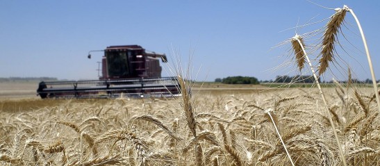 La cosecha de trigo argentina marcó nuevo récord productivo