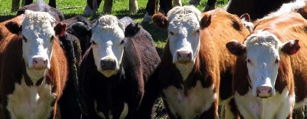 Argentina perdió en el último año casi 260 mil vacas, 