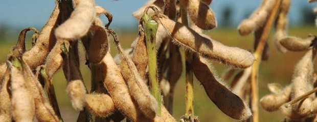 El productor esta focalizado en la cosecha de soja