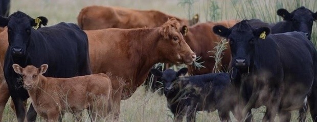 La faena de hembras descontó 128.000 vacas de rodeo nacional