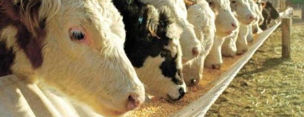 Leve recuperación en la ocupación de los feedlot