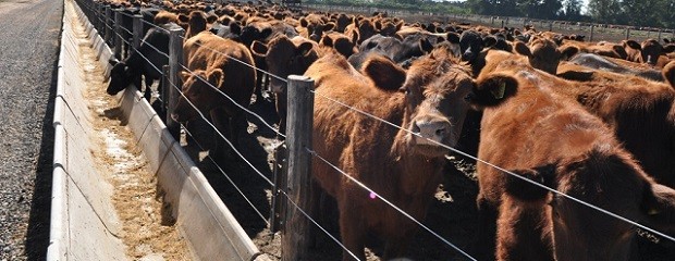 Leve recuperación en índices de ocupación de los feedlot