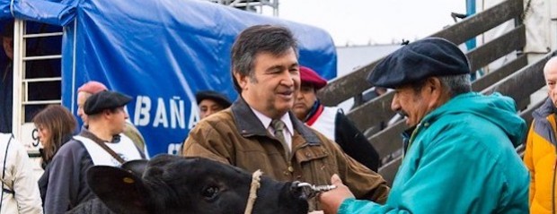 Apolo, primer animal en pisar la pista central de La Rural