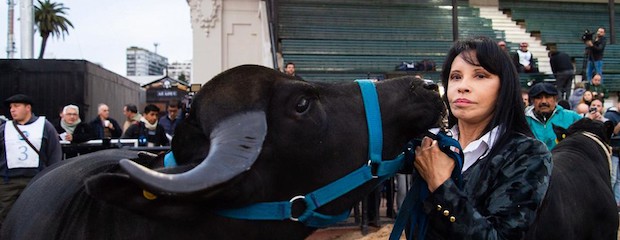 Una búfala deslumbró en el ingreso a la Rural