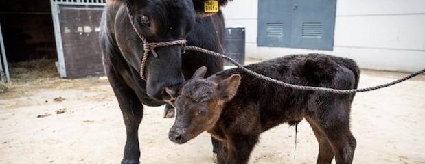 De Rossi, el ternero Angus que nació en la Expo Rural 2019