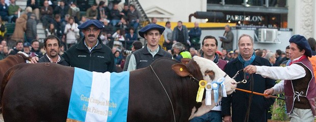 Toro criado en Entre Ríos se coronó como Gran Campeón Macho