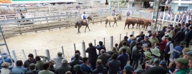 Se vendió el rodeo más importante de Entre Ríos